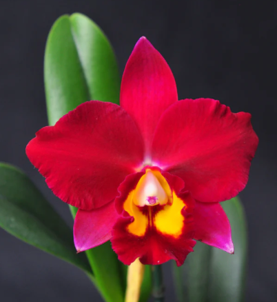 POT. HAWAIIAN PROMIENCE 'AMERICA' 6" 315