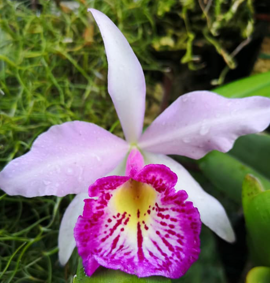Blc Tetradip junko X L. Dayana 6" 317
