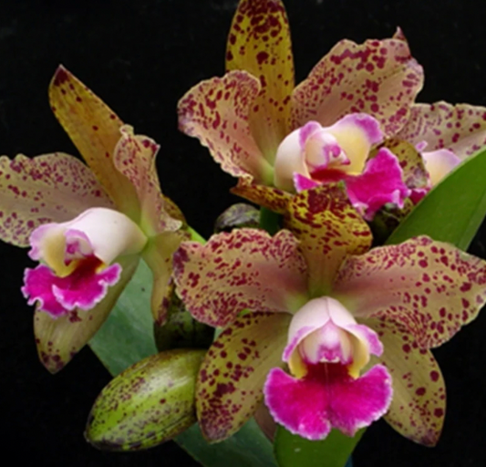 RHYN. WALANAE LEOPARD CHING HUA 4"