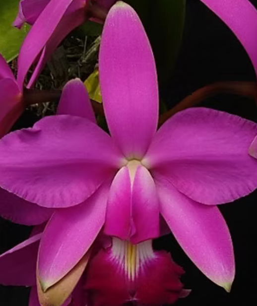 CATTLEYA VIOLACEA 4"