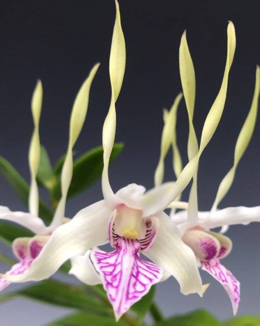 DENDROBIUM SAMARAI  4"