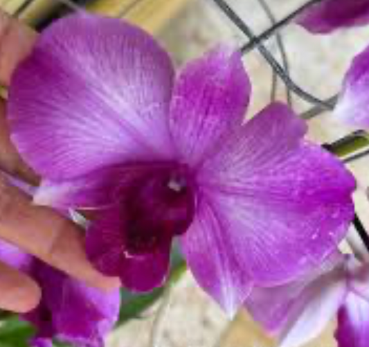 dendrobium huge red 4"