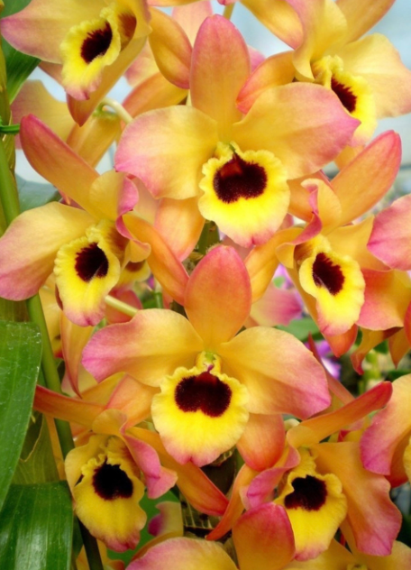 dendrobium oriental smile butterfly 4"
