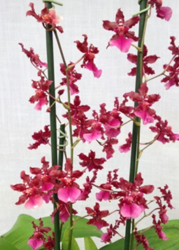 onc sharry baby "red fantansy" 4"