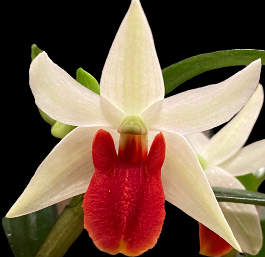 dendrobium roongkamol 4" in bud