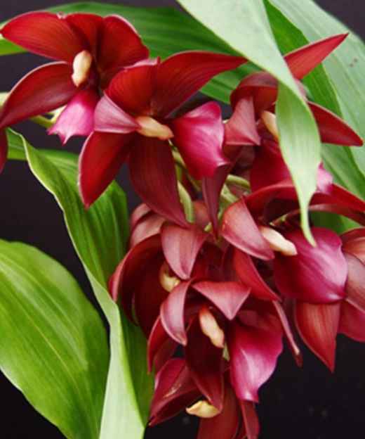 cynoches wine delight 4"