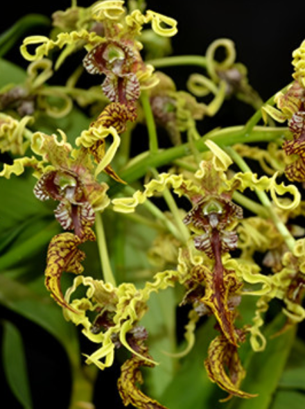 dendrobium spectabile 4"