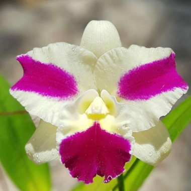 rlc fong yuan beauty 4"